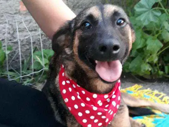 Cachorro ra a Sem raça definida  idade 2 anos nome Malu