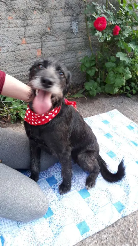 Cachorro ra a Sem raça definida  idade 2 anos nome Olívia
