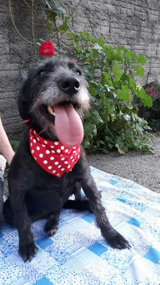 Cachorro ra a Sem raça definida  idade 2 anos nome Olívia