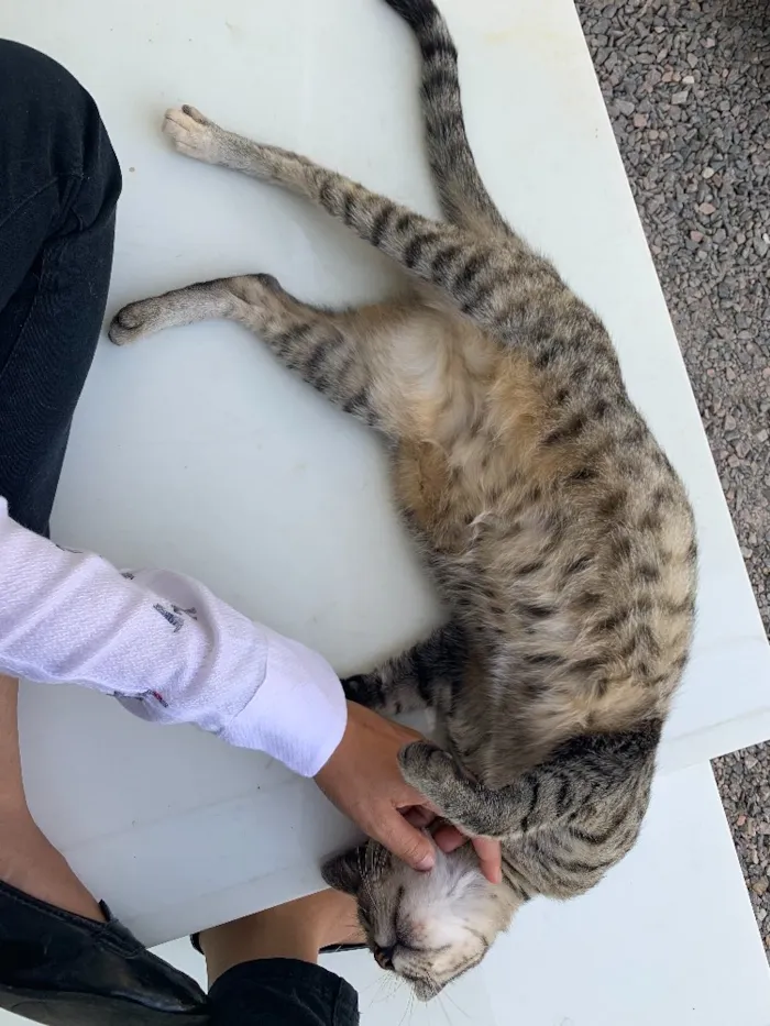 Gato ra a  idade 5 anos nome Super Negocy