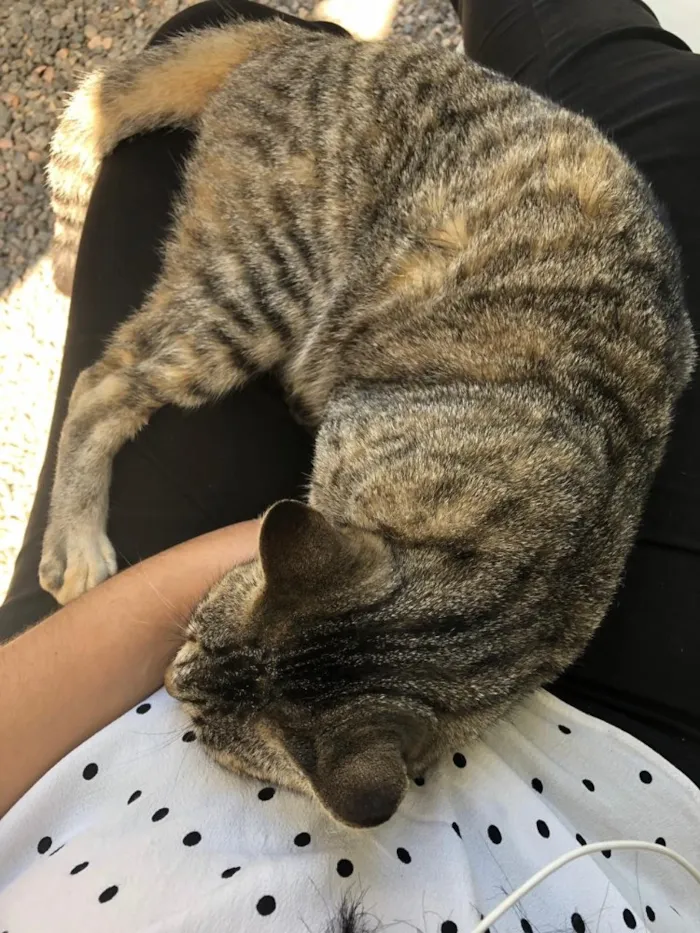 Gato ra a  idade 5 anos nome Super Negocy
