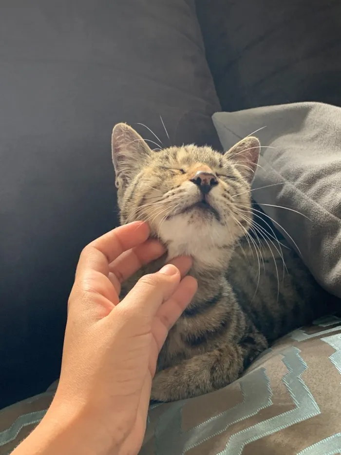 Gato ra a  idade 5 anos nome Super Negocy
