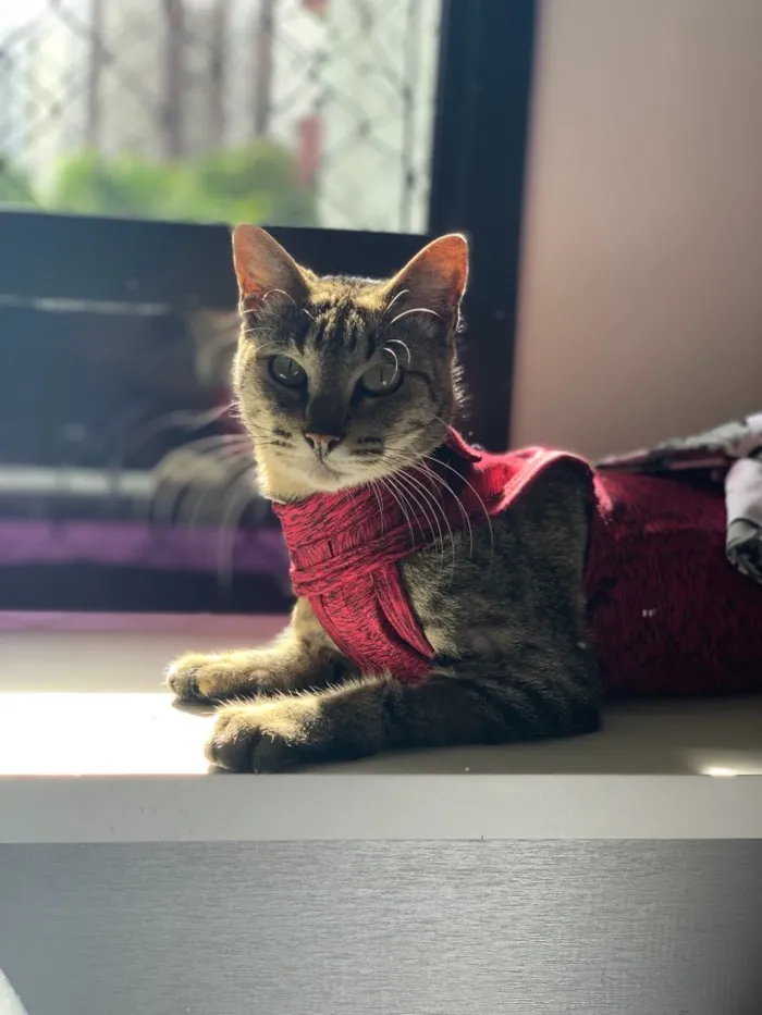 Gato ra a  idade 5 anos nome Super Negocy