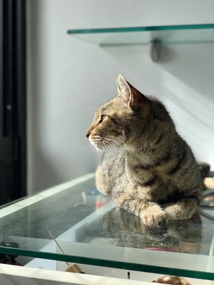 Gato ra a  idade 5 anos nome Super Negocy