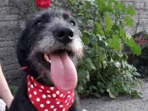 Cachorro raça Sem raça definida  idade 2 anos nome Olívia