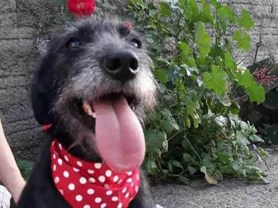 Cachorro ra a Sem raça definida  idade 2 anos nome Olívia
