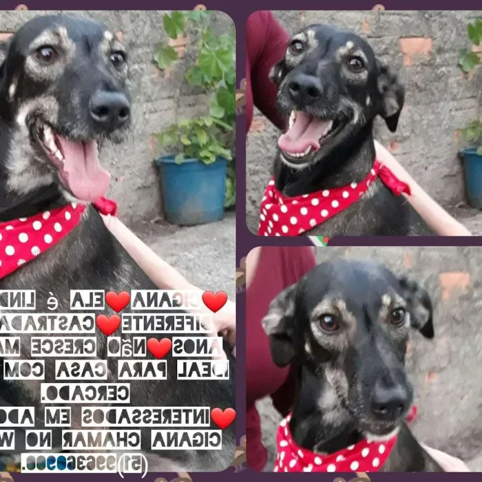 Cachorro ra a Sem raça definida  idade 2 anos nome Cigana