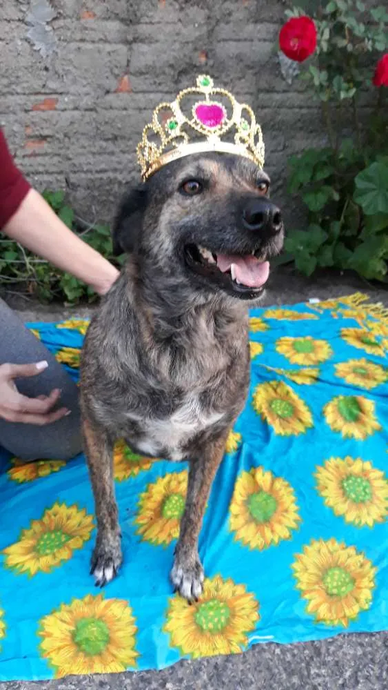 Cachorro ra a Sem raça definida  idade 3 anos nome Juju