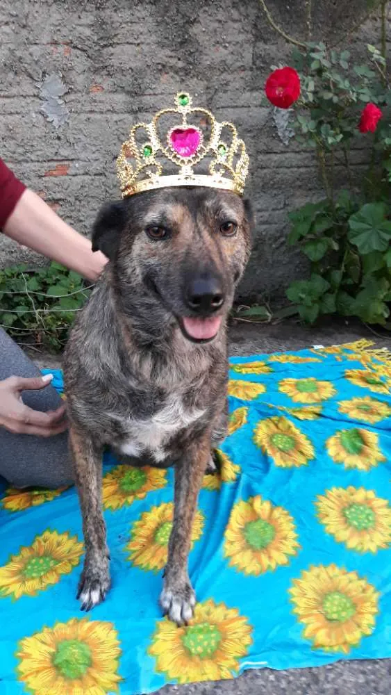 Cachorro ra a Sem raça definida  idade 3 anos nome Juju