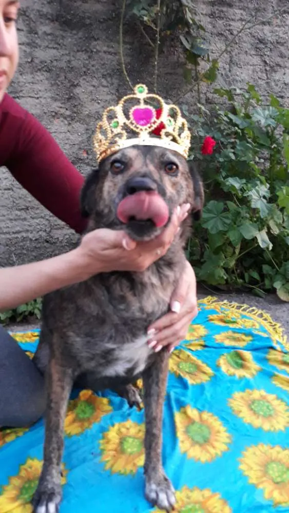 Cachorro ra a Sem raça definida  idade 3 anos nome Juju