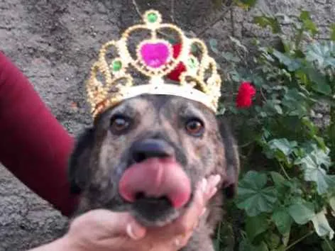 Cachorro ra a Sem raça definida  idade 3 anos nome Juju