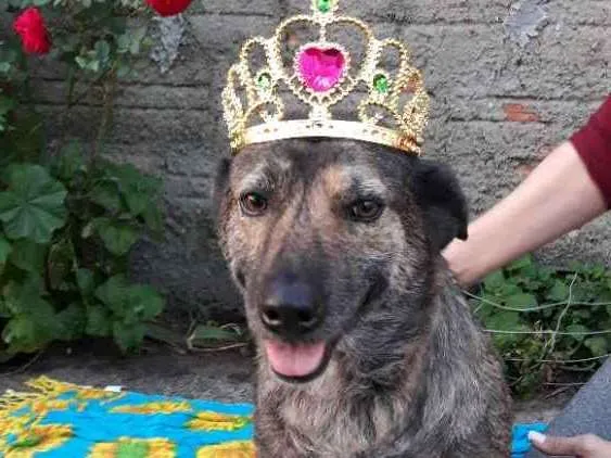 Cachorro ra a Sem raça definida  idade 3 anos nome Juju