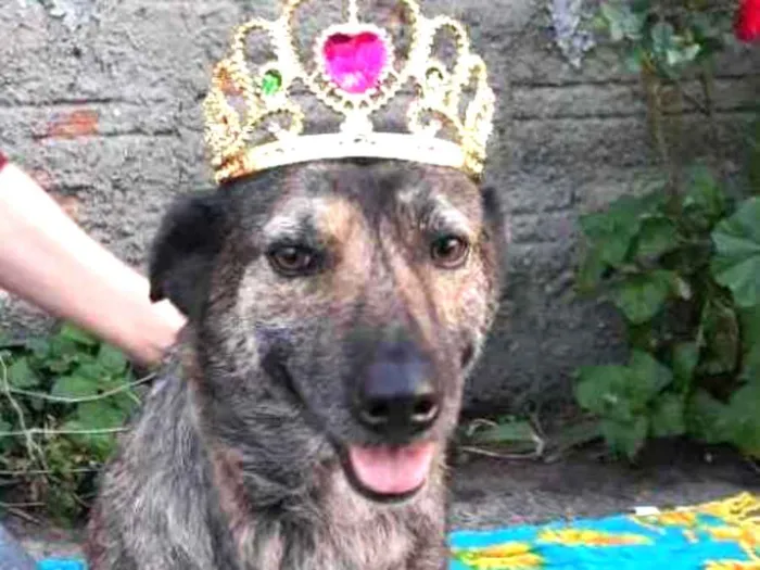 Cachorro ra a Sem raça definida  idade 3 anos nome Juju