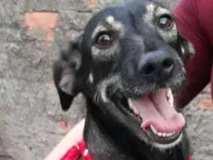 Cachorro raça Sem raça definida  idade 2 anos nome Cigana