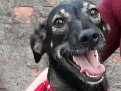 Cachorro ra a Sem raça definida  idade 2 anos nome Cigana