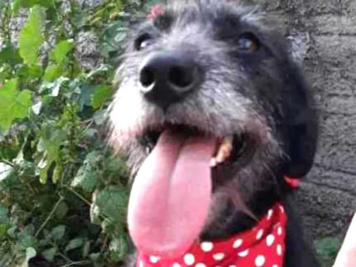 Cachorro ra a Sem raça definida  idade 2 anos nome Olívia