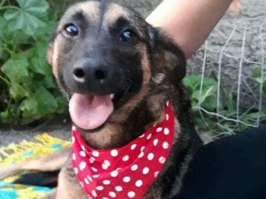 Cachorro ra a Sem raça definida  idade 2 anos nome Malu