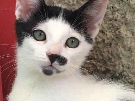 Gato ra a SRD idade 2 a 6 meses nome Guga