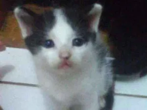 Gato raça  idade Abaixo de 2 meses nome Peludinhos