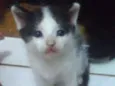 Peludinhos