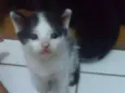 Peludinhos