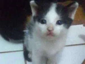 Gato raça  idade Abaixo de 2 meses nome Peludinhos