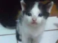 Peludinhos