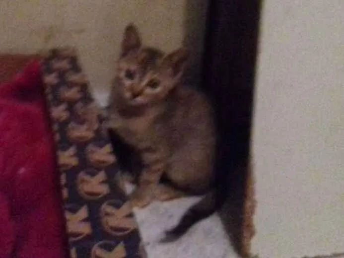 Gato ra a Srd idade 2 a 6 meses nome Luna