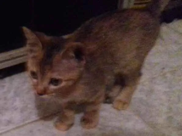 Gato ra a Srd idade 2 a 6 meses nome Luna