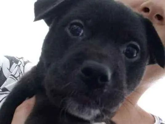 Cachorro raça Indefinida idade Abaixo de 2 meses nome Bernardo