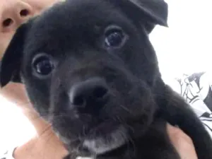 Cachorro raça Indefinida idade Abaixo de 2 meses nome Bernardo