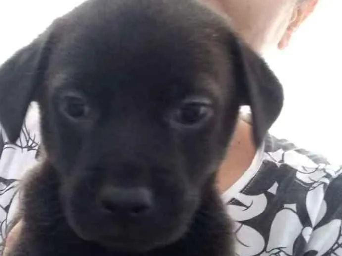 Cachorro raça Indefinida idade Abaixo de 2 meses nome Felipe