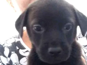 Cachorro raça Indefinida idade Abaixo de 2 meses nome Felipe