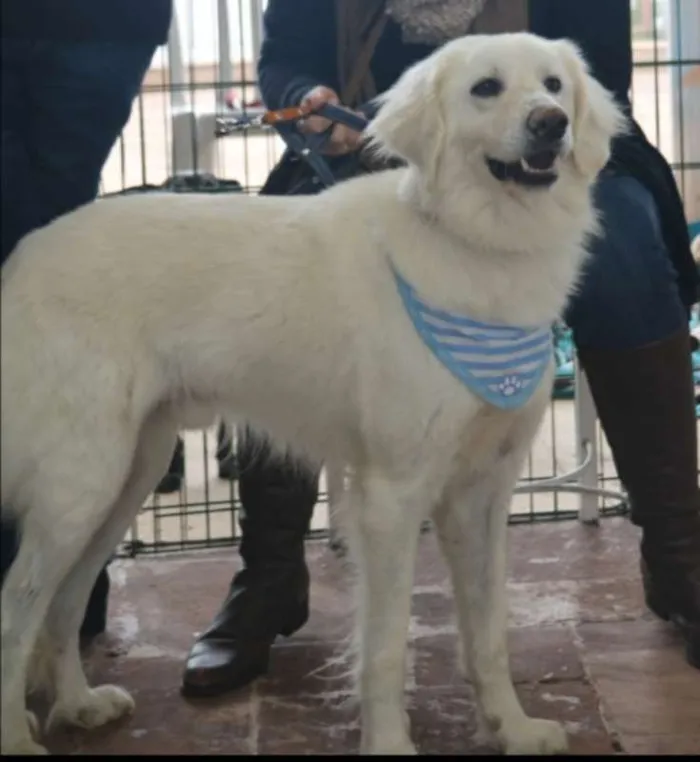 Cachorro ra a MIX DE GOLDEN idade 1 ano nome BERNARDO