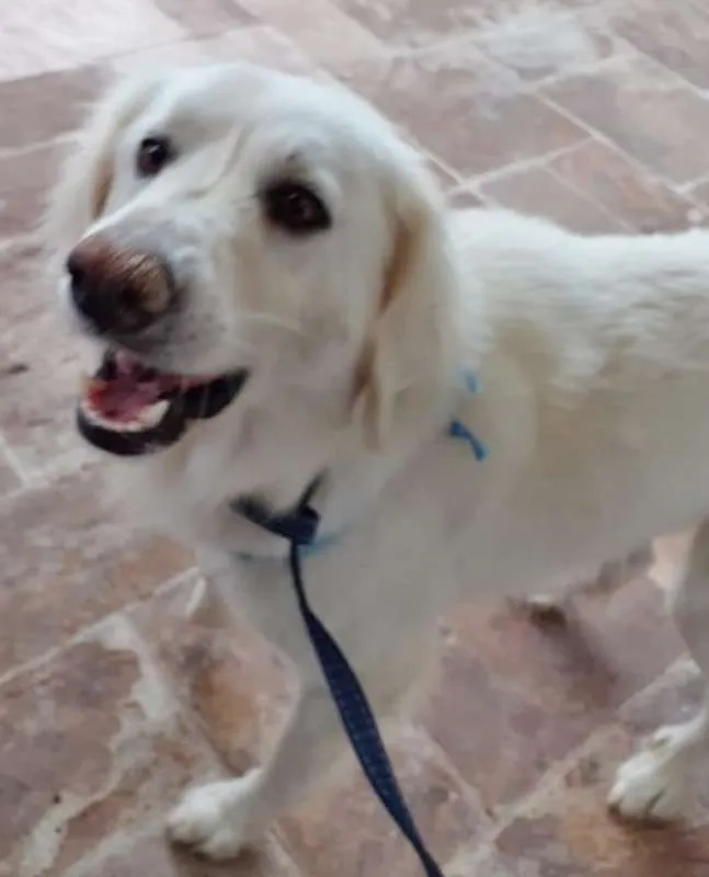 Cachorro ra a MIX DE GOLDEN idade 1 ano nome BERNARDO