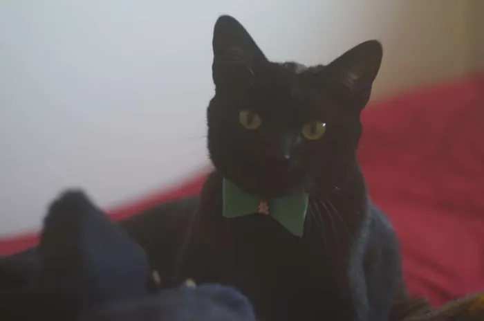 Gato ra a  idade 4 anos nome Bruce