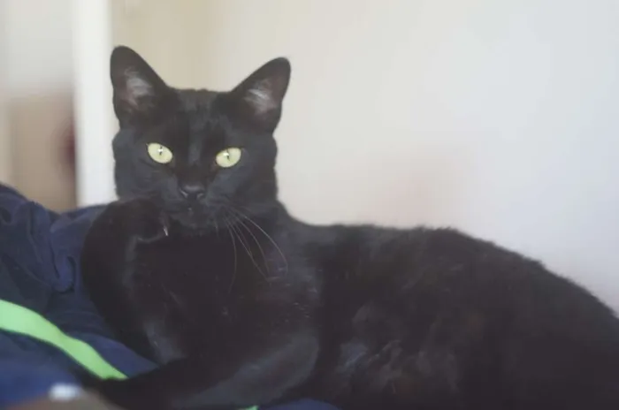 Gato ra a  idade 4 anos nome Bruce