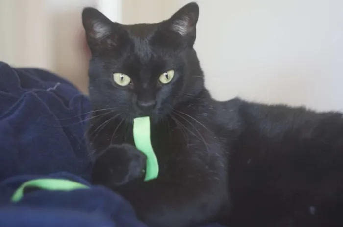Gato ra a  idade 4 anos nome Bruce