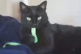 Bruce