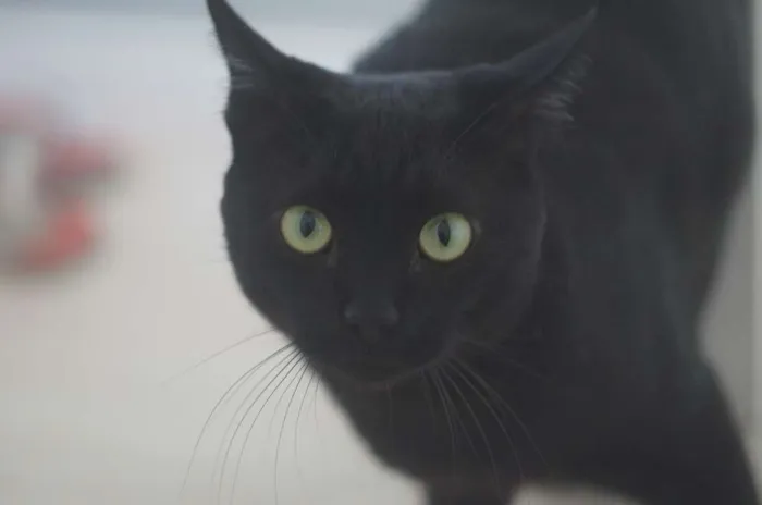Gato ra a  idade 4 anos nome Bruce