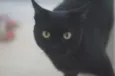 Bruce