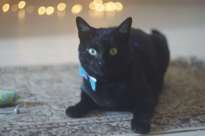 Gato ra a  idade 4 anos nome Bruce