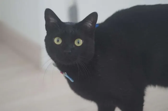 Gato ra a  idade 4 anos nome Bruce