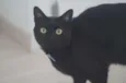 Bruce