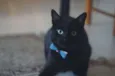 Bruce