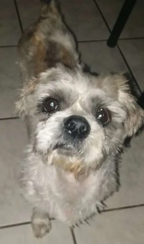 Cachorro ra a LHASA APSO idade 2 anos nome GREY