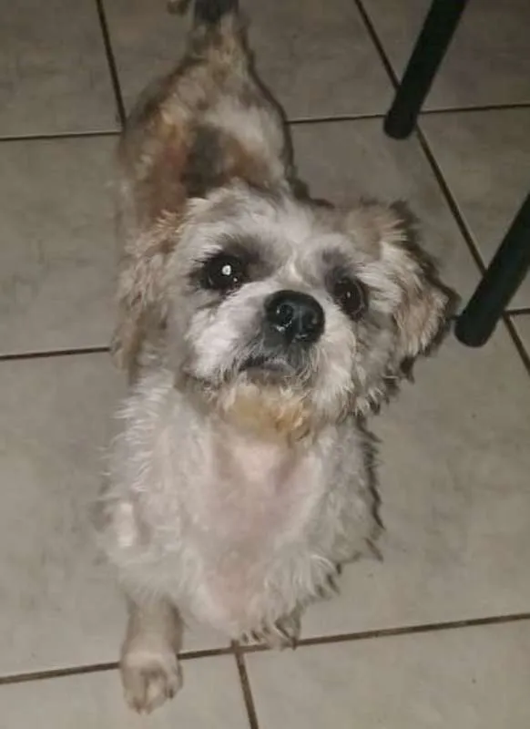 Cachorro ra a LHASA APSO idade 2 anos nome GREY