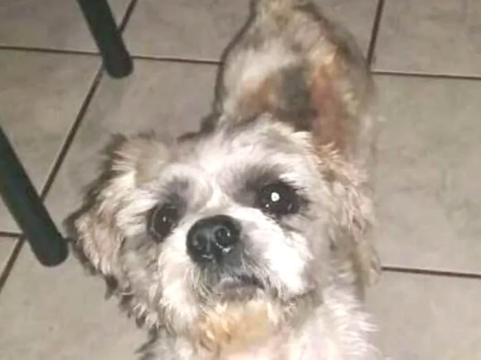 Cachorro ra a LHASA APSO idade 2 anos nome GREY
