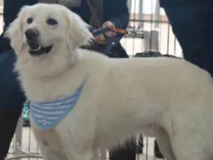 Cachorro raça MIX DE GOLDEN idade 1 ano nome BERNARDO