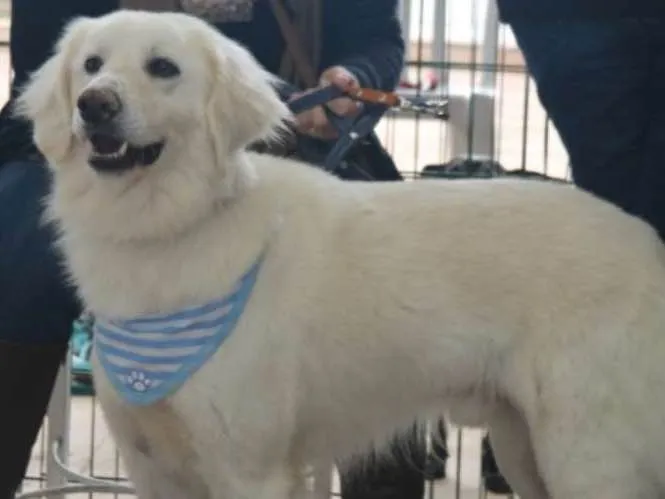 Cachorro ra a MIX DE GOLDEN idade 1 ano nome BERNARDO